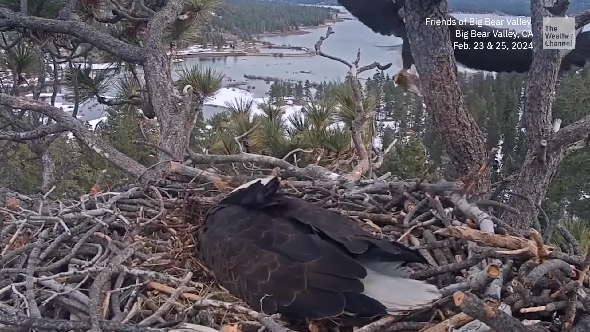 Baby Eagle Watch: Jackie And Shadow Share Egg Duty