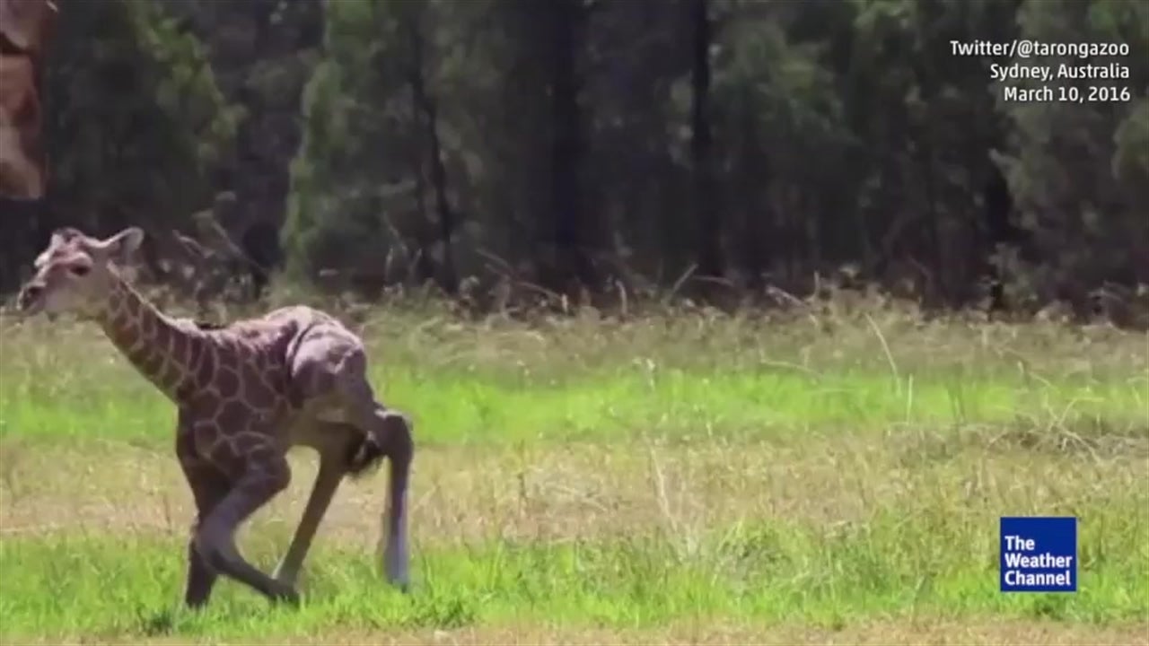 Baby Giraffe Attempts First Steps at Taronga Zoon