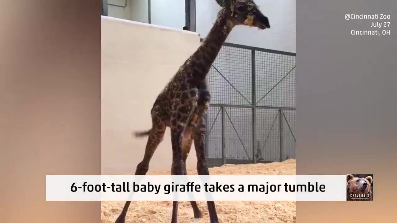 Baby Giraffe Tries to Walk, Then Falls