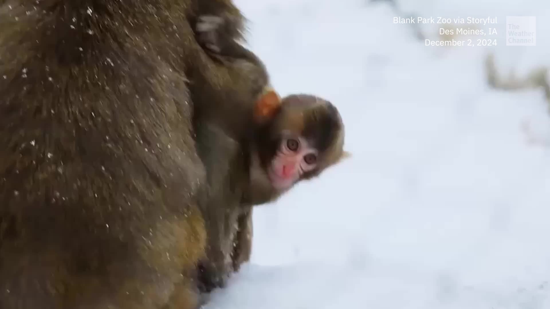 Baby Monkey Gets First Taste Of Snow At Iowa Zoo
