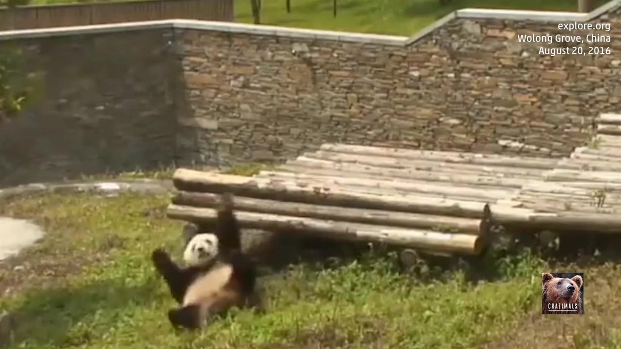 Baby Panda Rolls on Grass