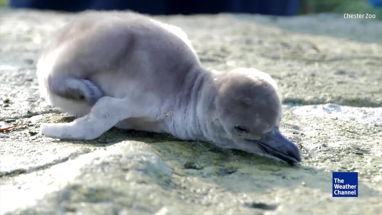 Baby Penguins Make Adorable Debut