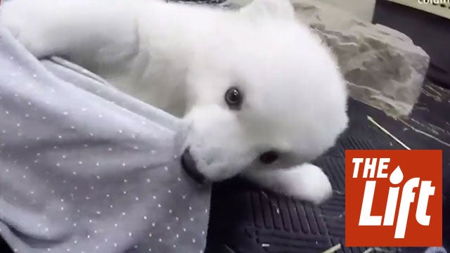 Baby Polar Bear Born at Columbus Zoo
