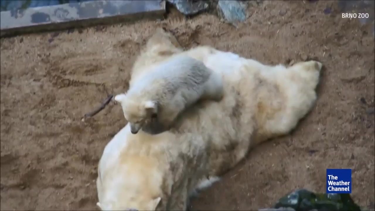 Baby Polar Bear Tries to Get Mom's Attention