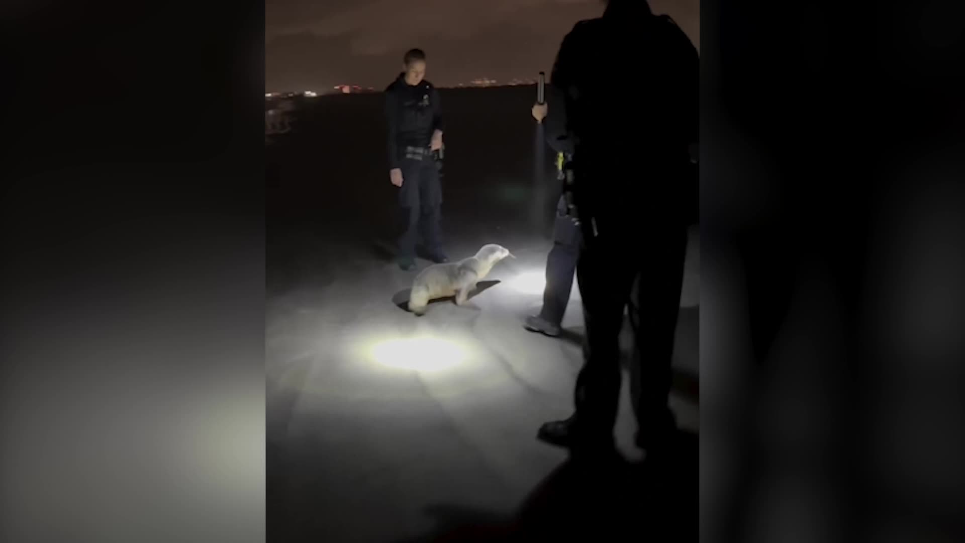 Baby Sea Lion Passes On Ocean Rescue