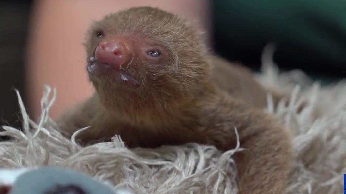 Baby Sloths Born at Busch Gardens