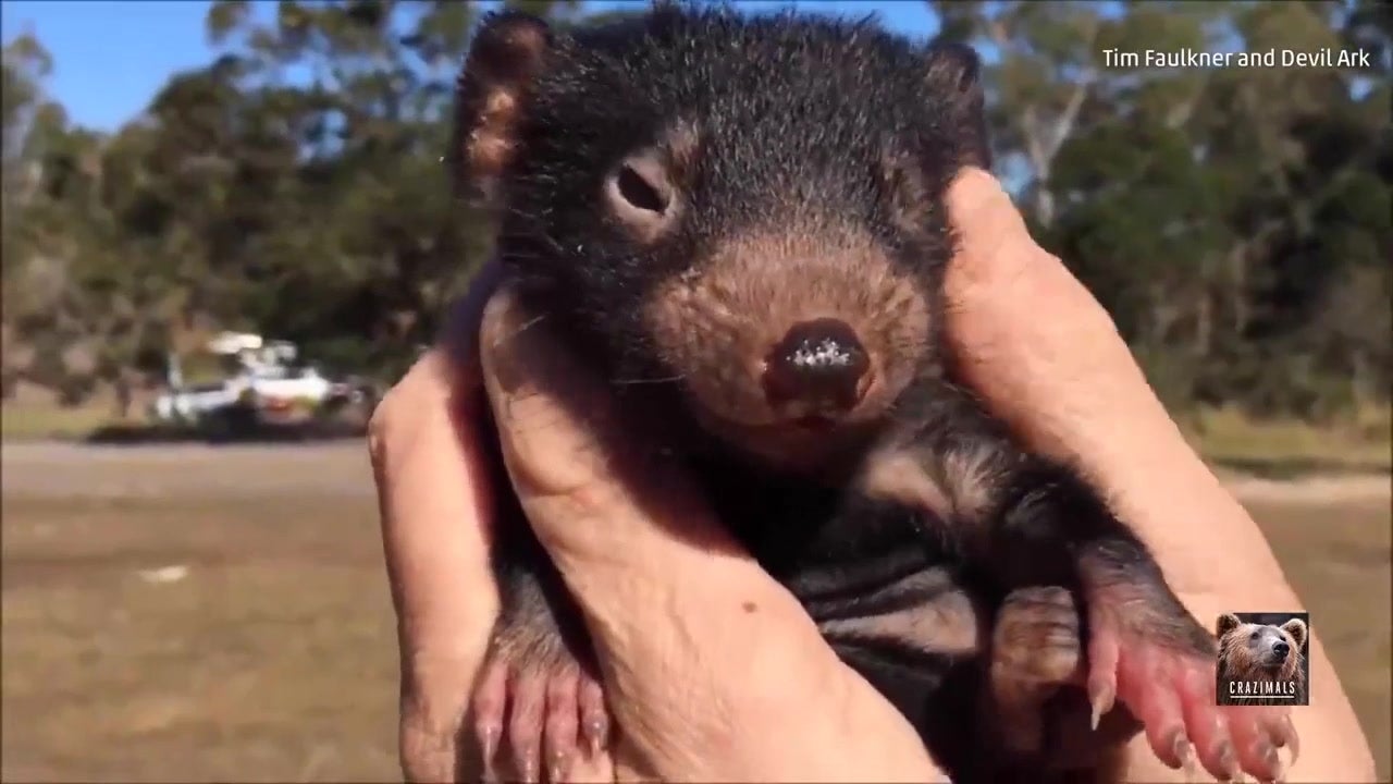 Baby Tasmanian Devil Will Steal Your Heart