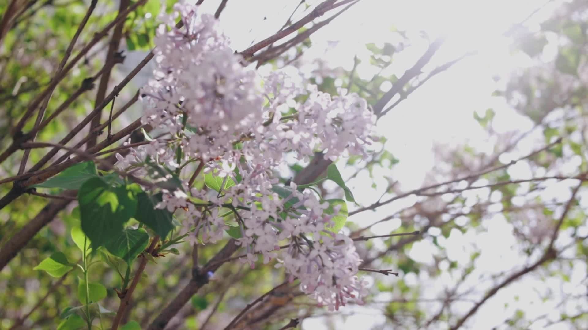 Bad News For Allergy Sufferers In Southeast