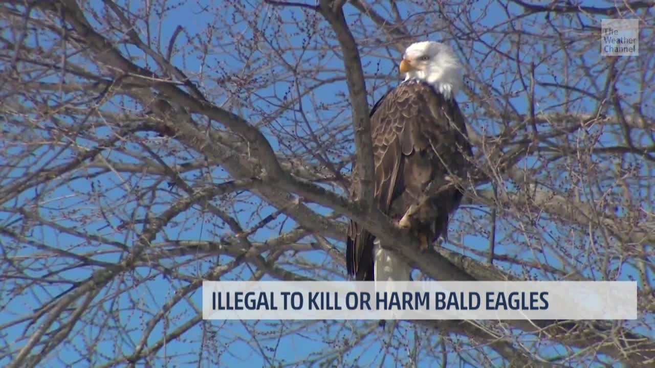 Banned Pesticide Blamed for Bald Eagle Deaths in Maryland