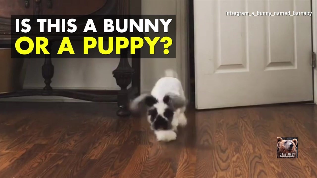 Barnaby the Bunny Looks Just Like a Puppy