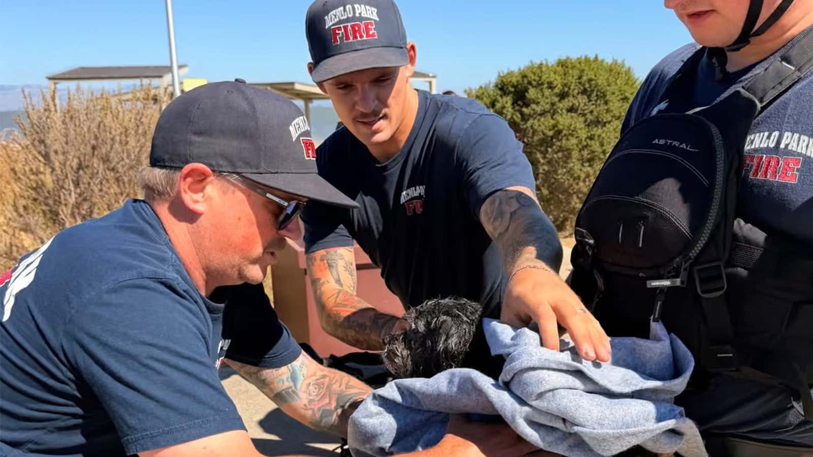 Lost dog's bay swim ends in heroic multi-agency rescue