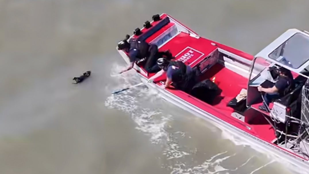 firefighters rescuing a dog