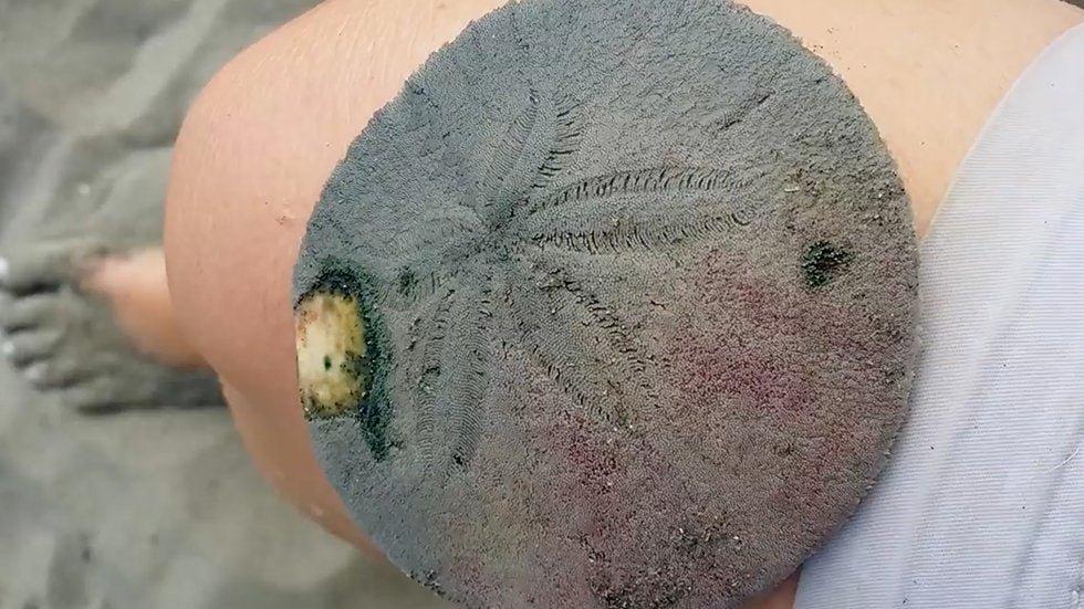 Beachcomber in California Finds a Living Sand Dollar