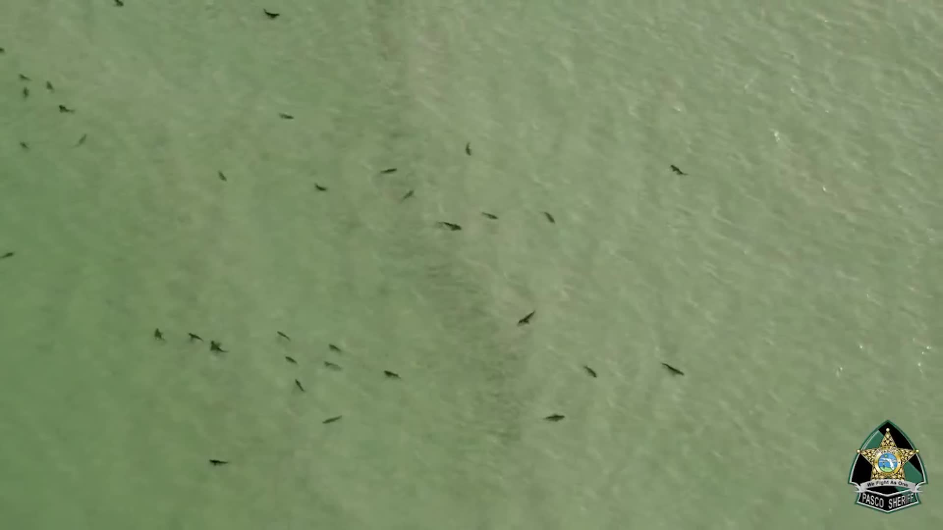 Beachgoers Beware: Dozens of Sharks Spotted Just Off FL