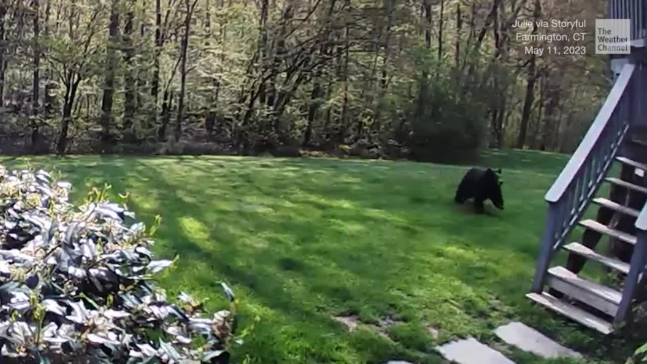 Bear Chases Tiny Pup Across Backyard