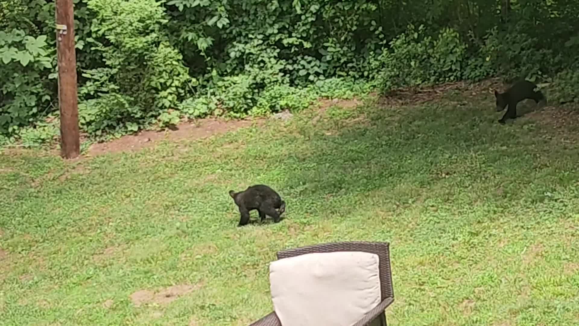 Bear Cubs Wrestle, Frolic in Backyard