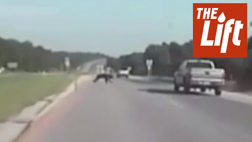 Bear Keeps Going After Being Hit by Truck