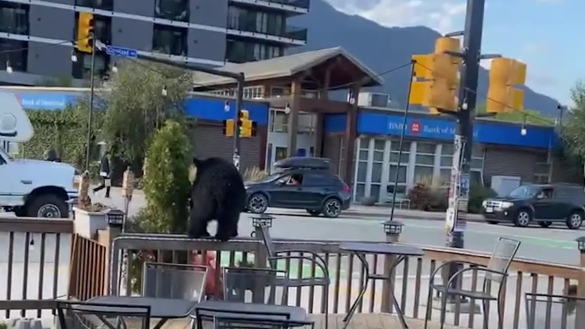 Bear Sighting At A Squamish, British Columbia, Restaurant