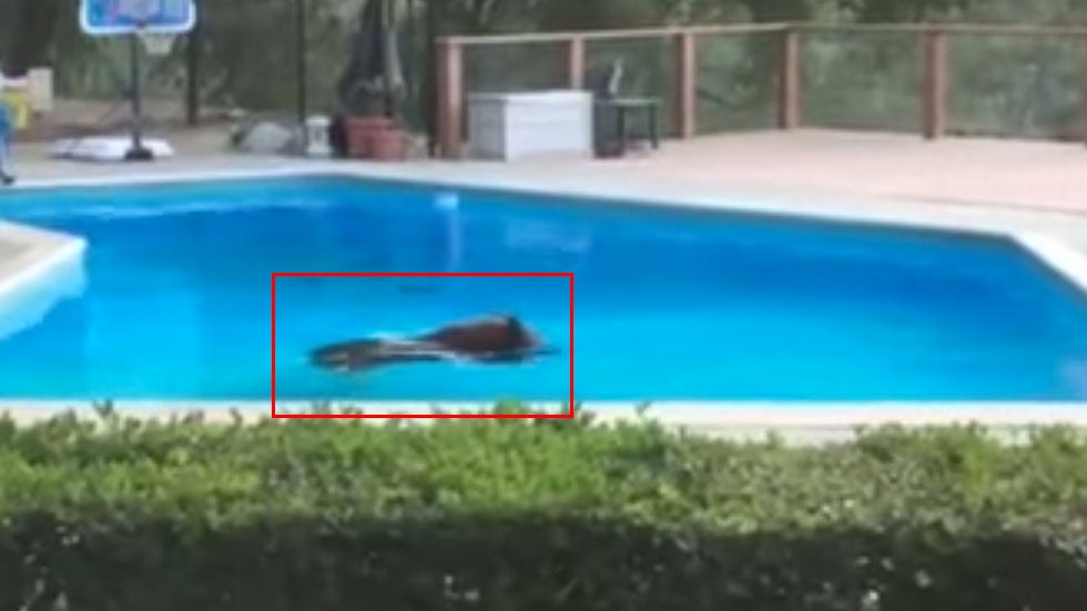 Bear Takes a Dip in a Pool