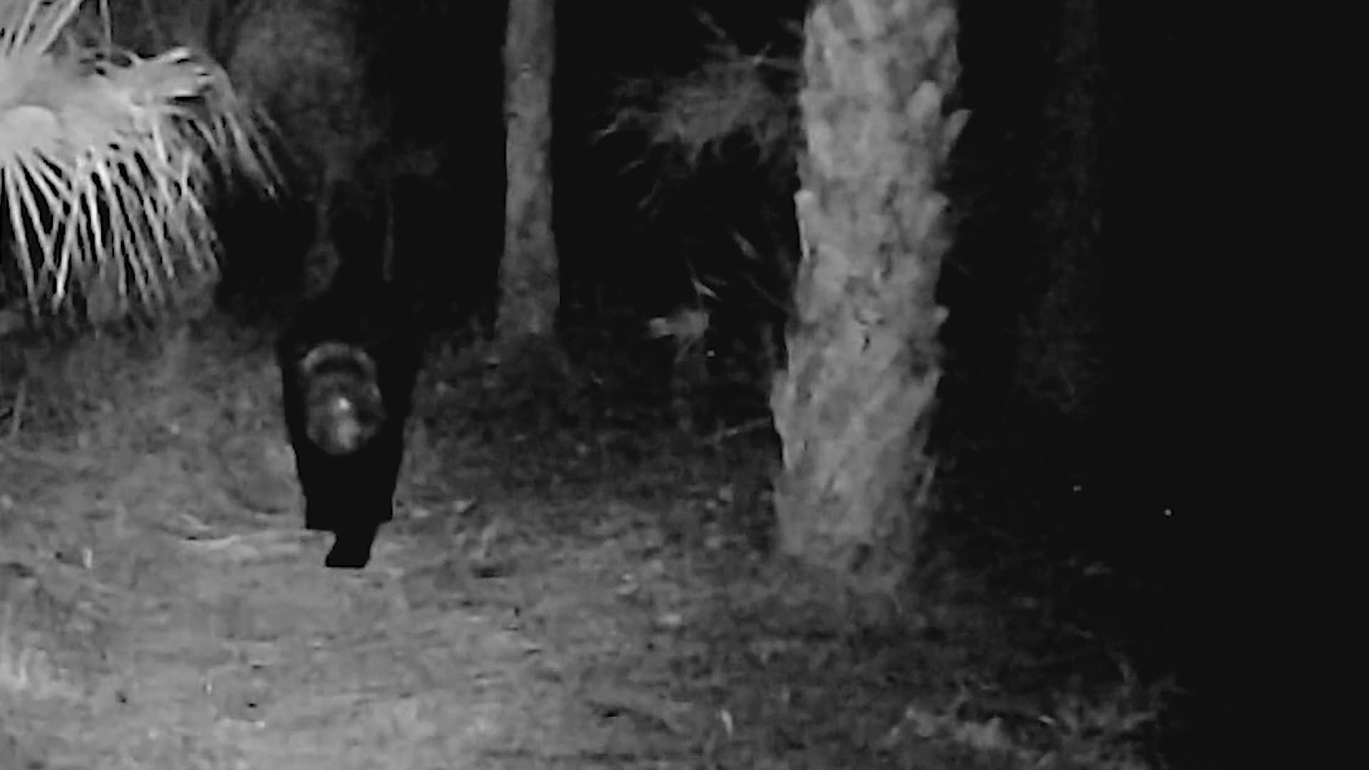 Bear With Head Stuck in Container 