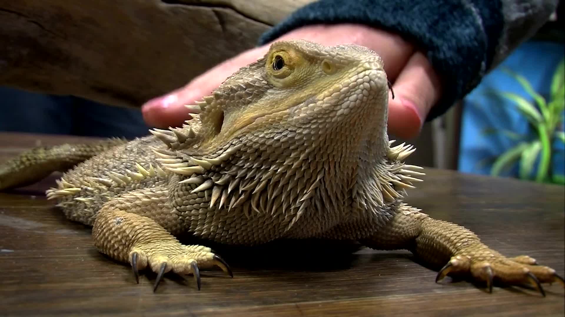 Bearded Dragons Linked To Salmonella Outbreak In 20 States 