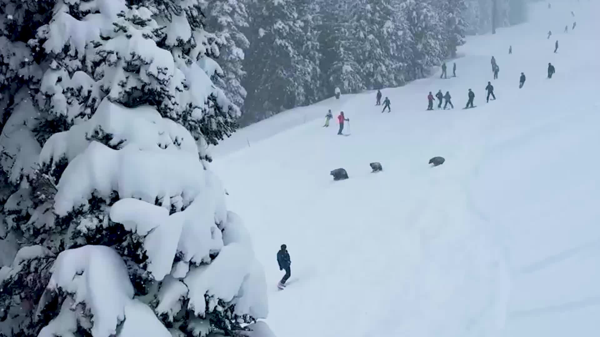 Bears Charge Across California Ski Slope Near Lake Tahoe