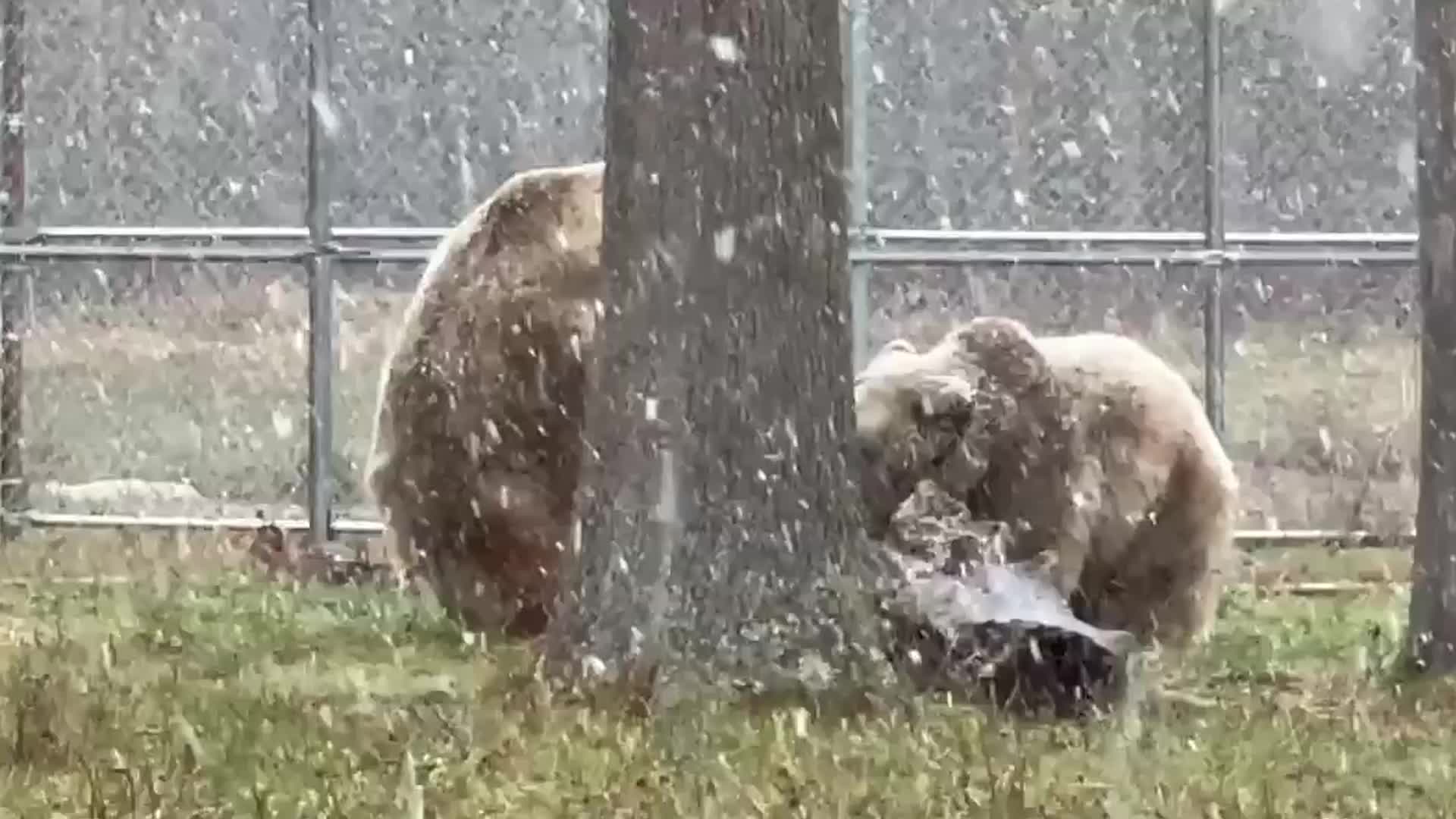 Bears Wrestle In Snowy Showdown At New York Sanctuary