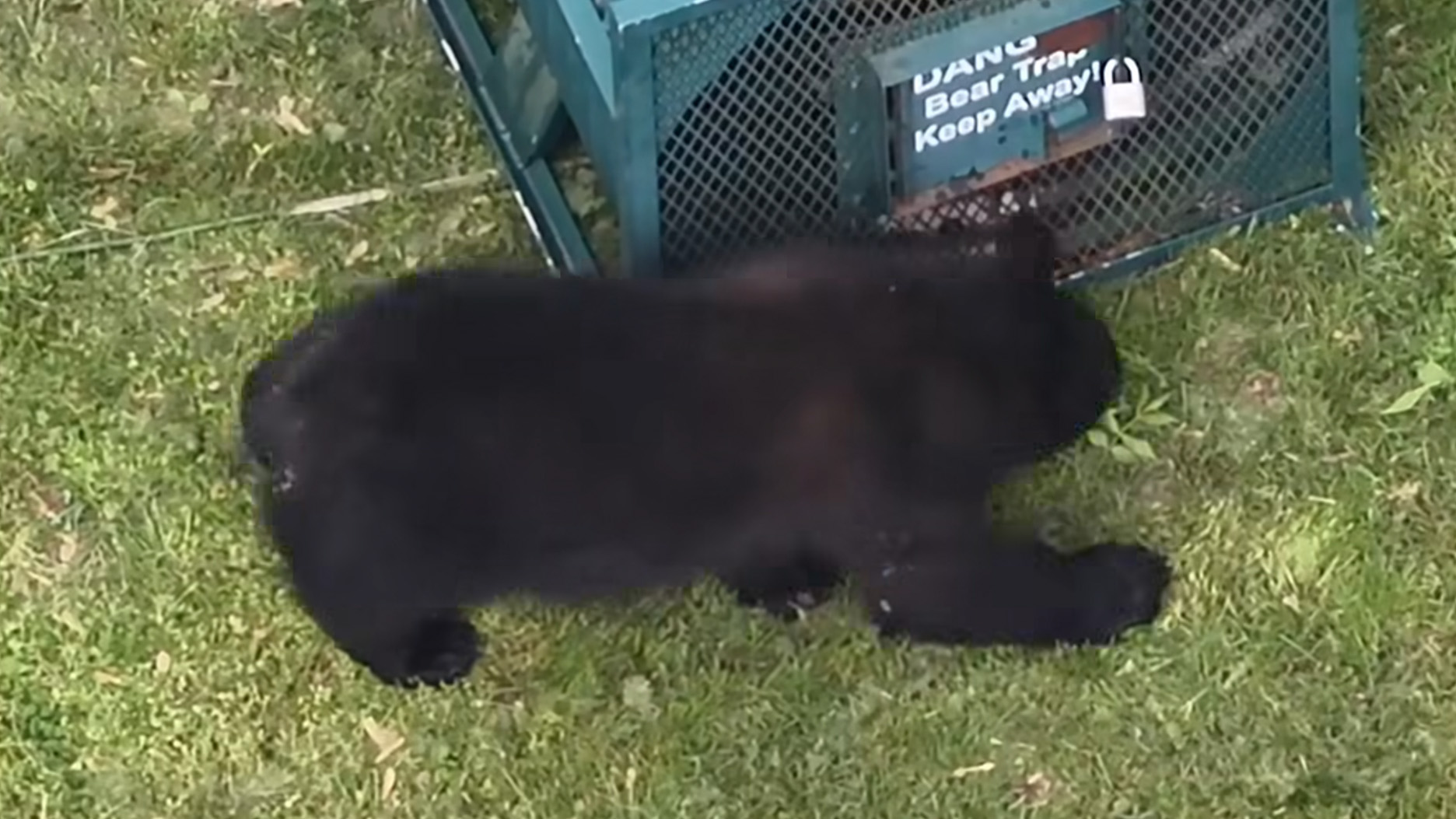bear and a bear trap