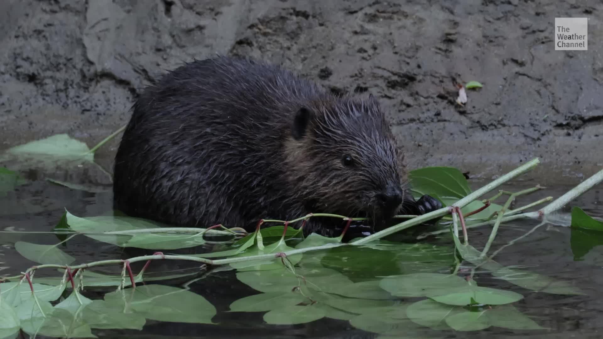 Beavers Are Coincidentally Solving Climate Change