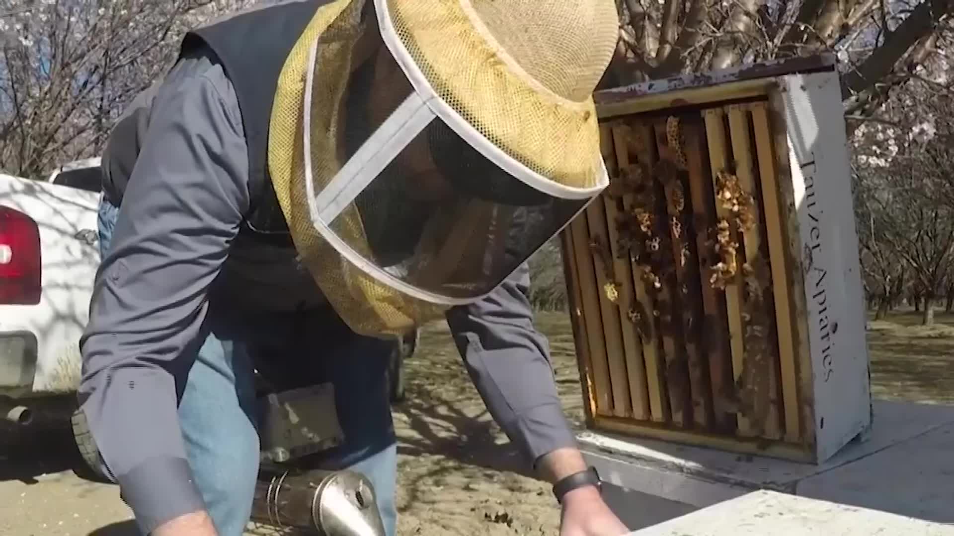 Beekeepers Turn to High-Tech as Beehive Heists Rise