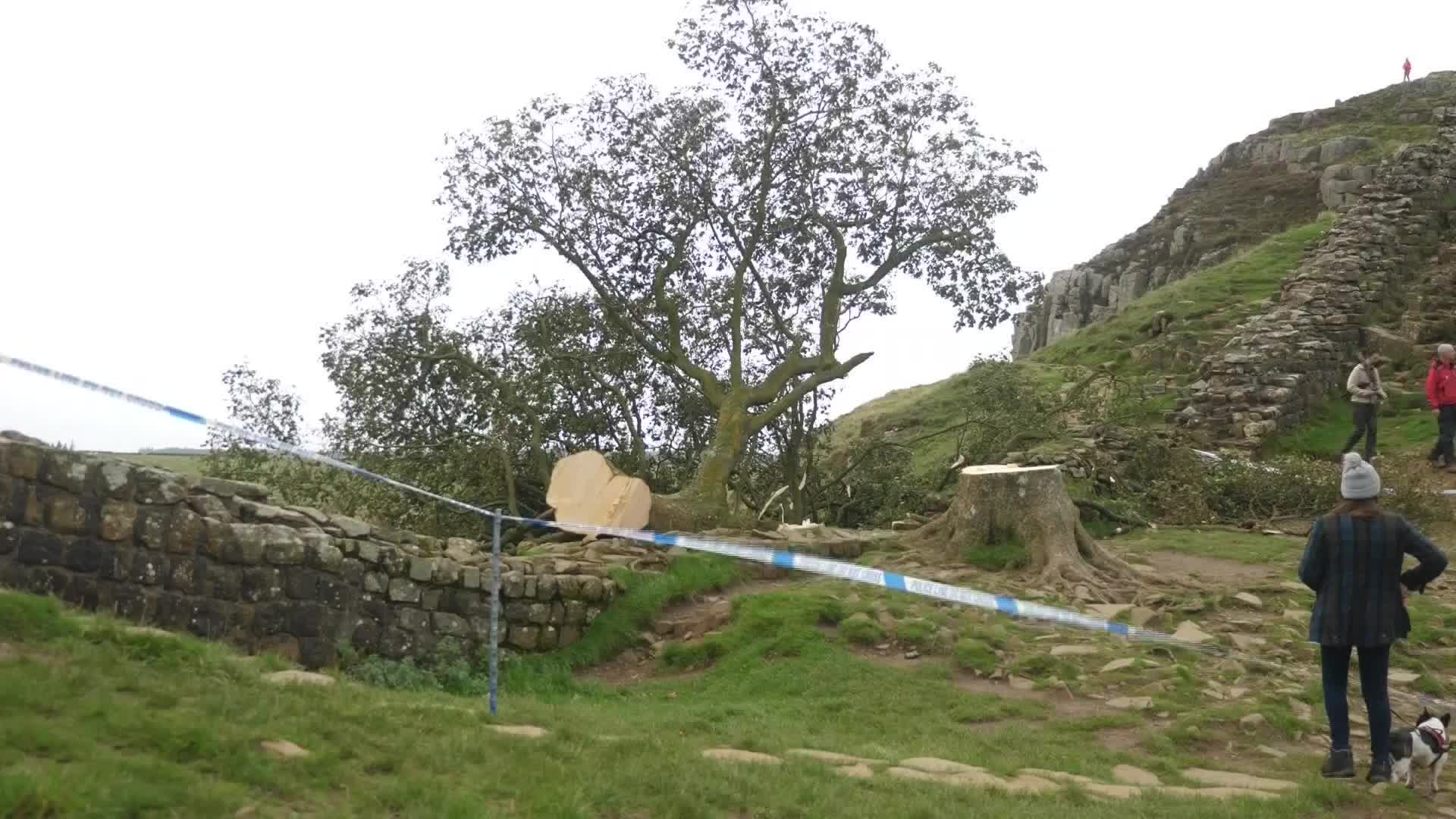 Beloved UK Tree Sprouts Back To Life After Illegal Felling