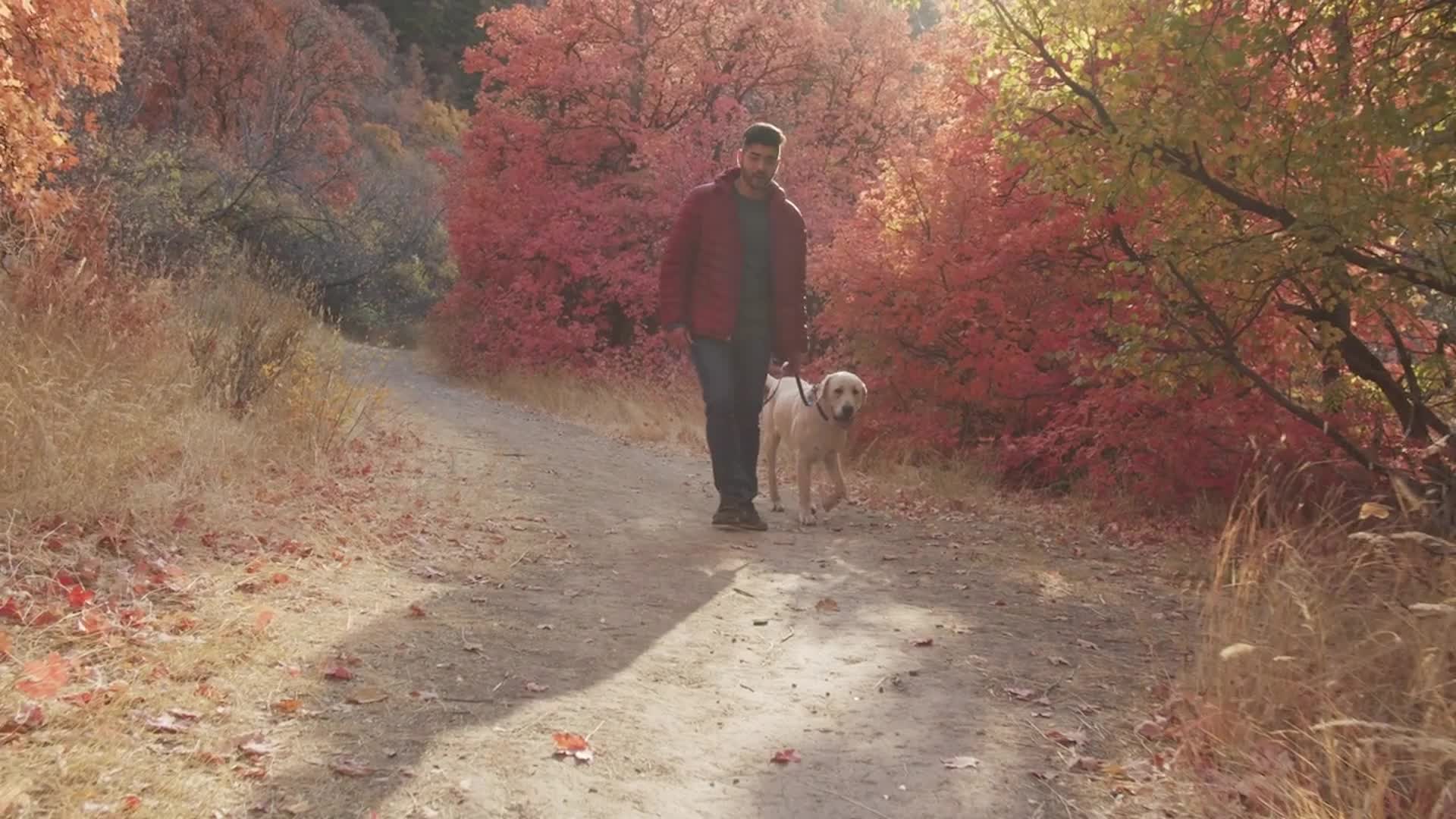 Best Leaf Peeping Hikes For You And Your Dog