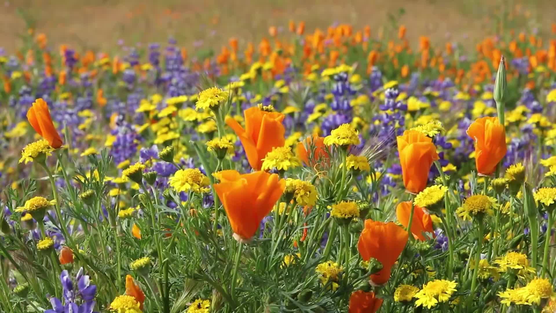 Best Places To See Wildflowers In The US
