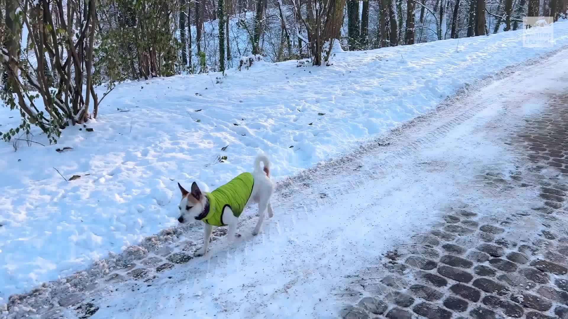 Beware The Salt: Walking Dogs In Ice And Snow