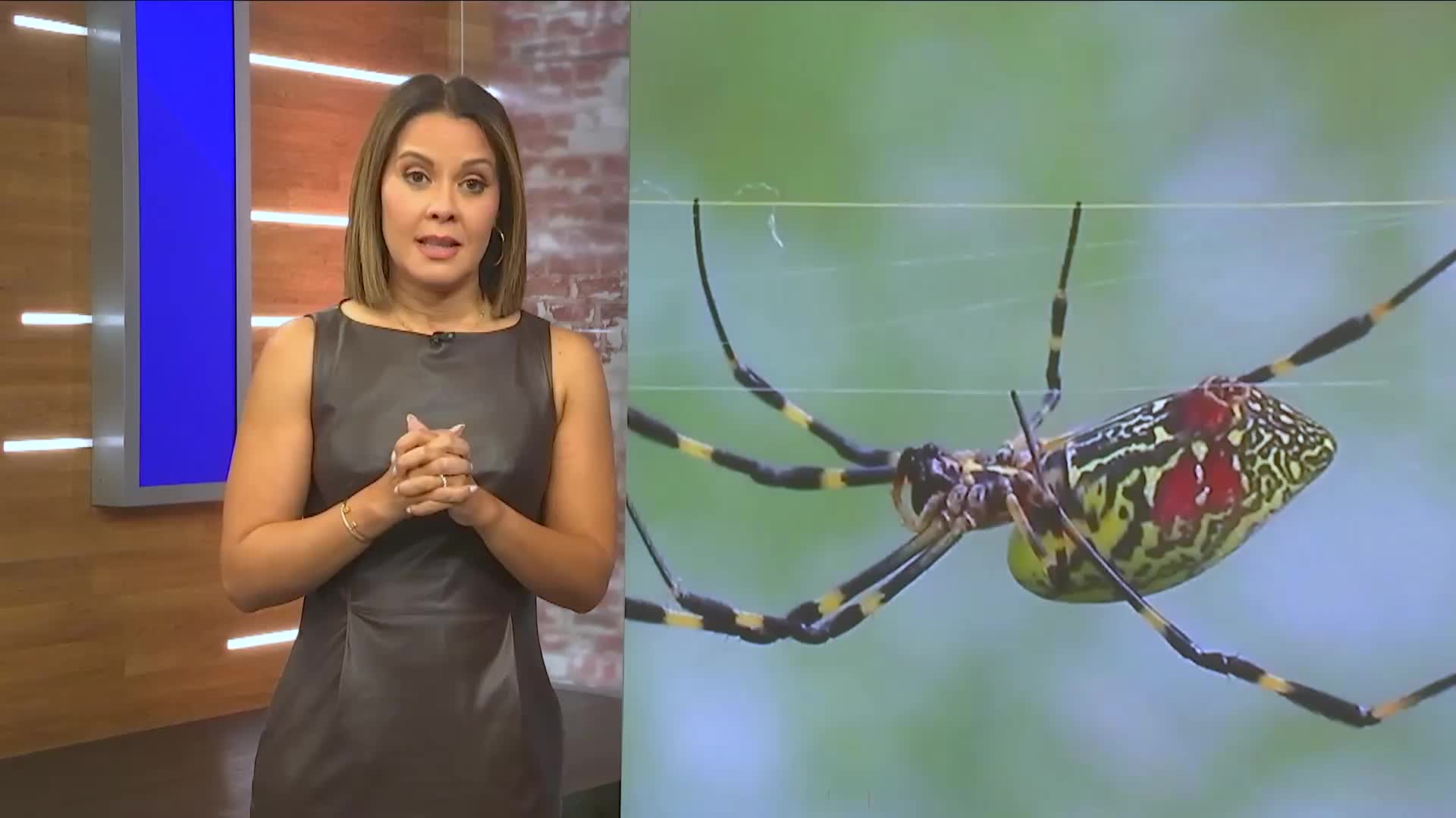 Big Apple&rsquo;s New Big Pest? Joro Spiders On The Way