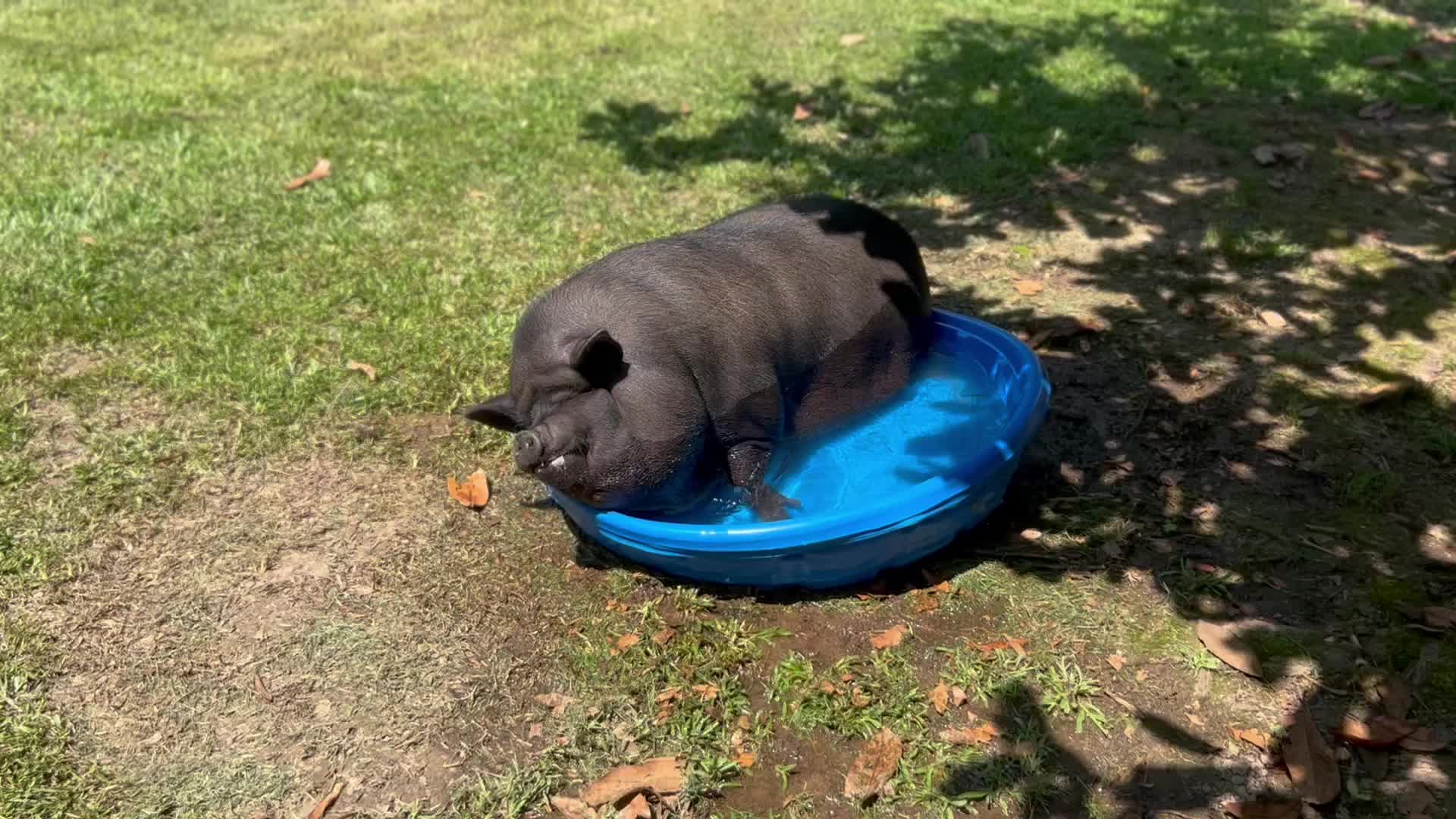 Big Pet Pig Barely Fits In Pool