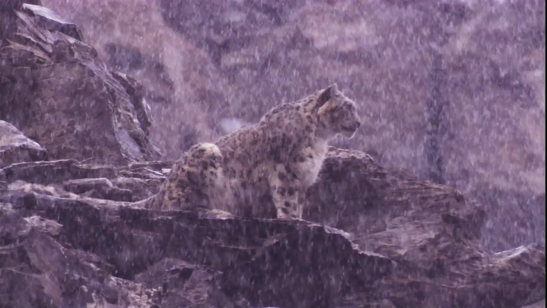 Biodiversity Facing Serious Threat as World Warms