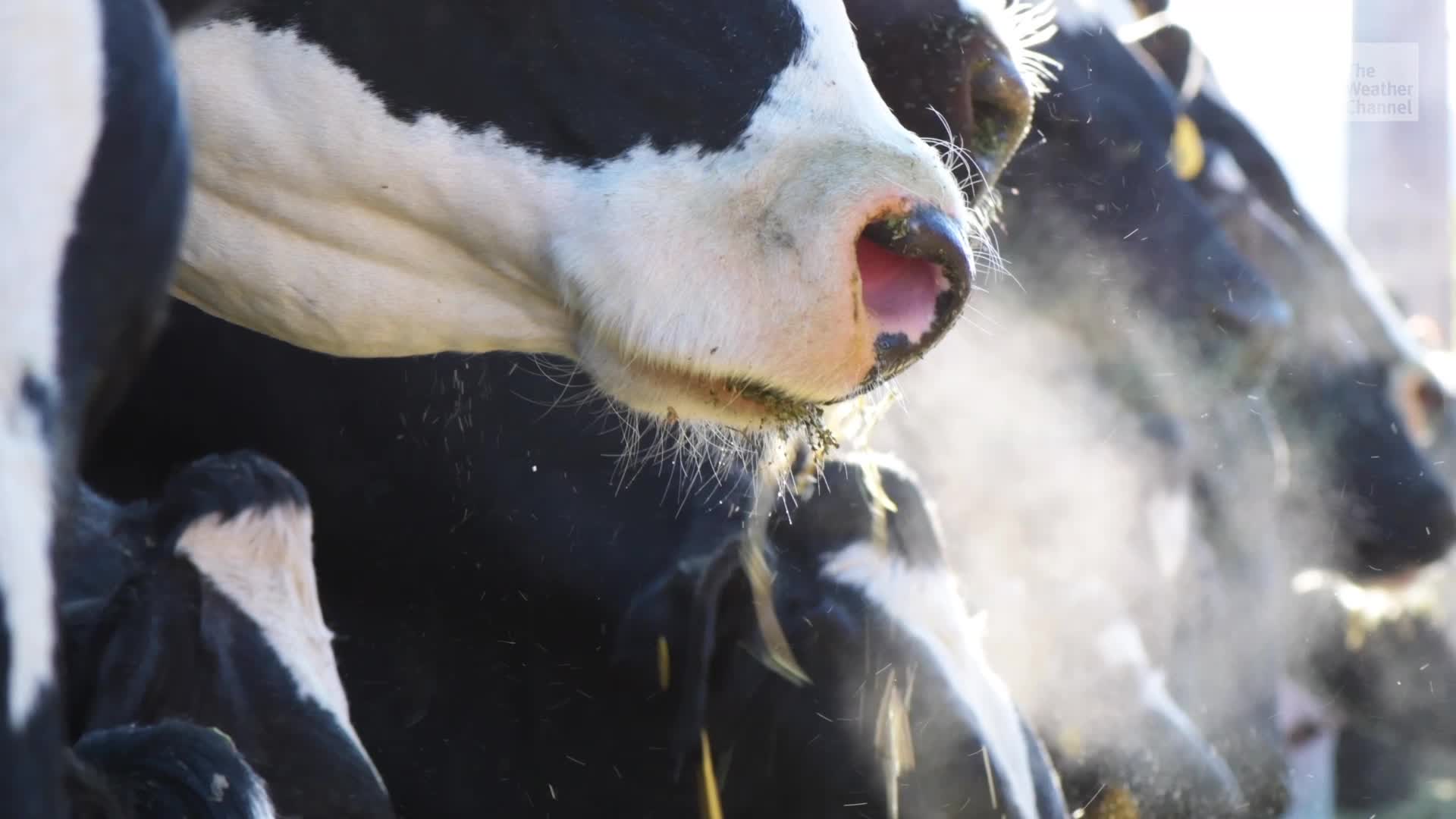 Bird Flu Reaches Cattle; Virus Found In Milk From 3 States