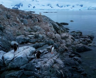 Bird Flu Seen In Antarctica For First Time; Penguins At Risk