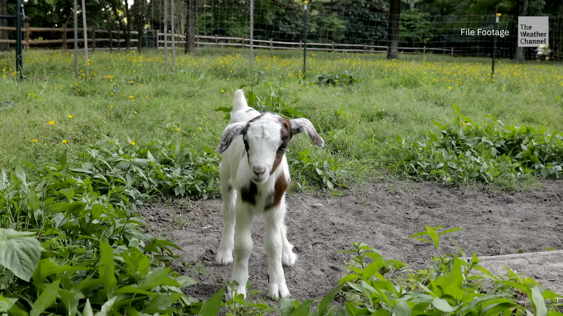 Bird Flu Spreads To Goat On Farm In Minnesota