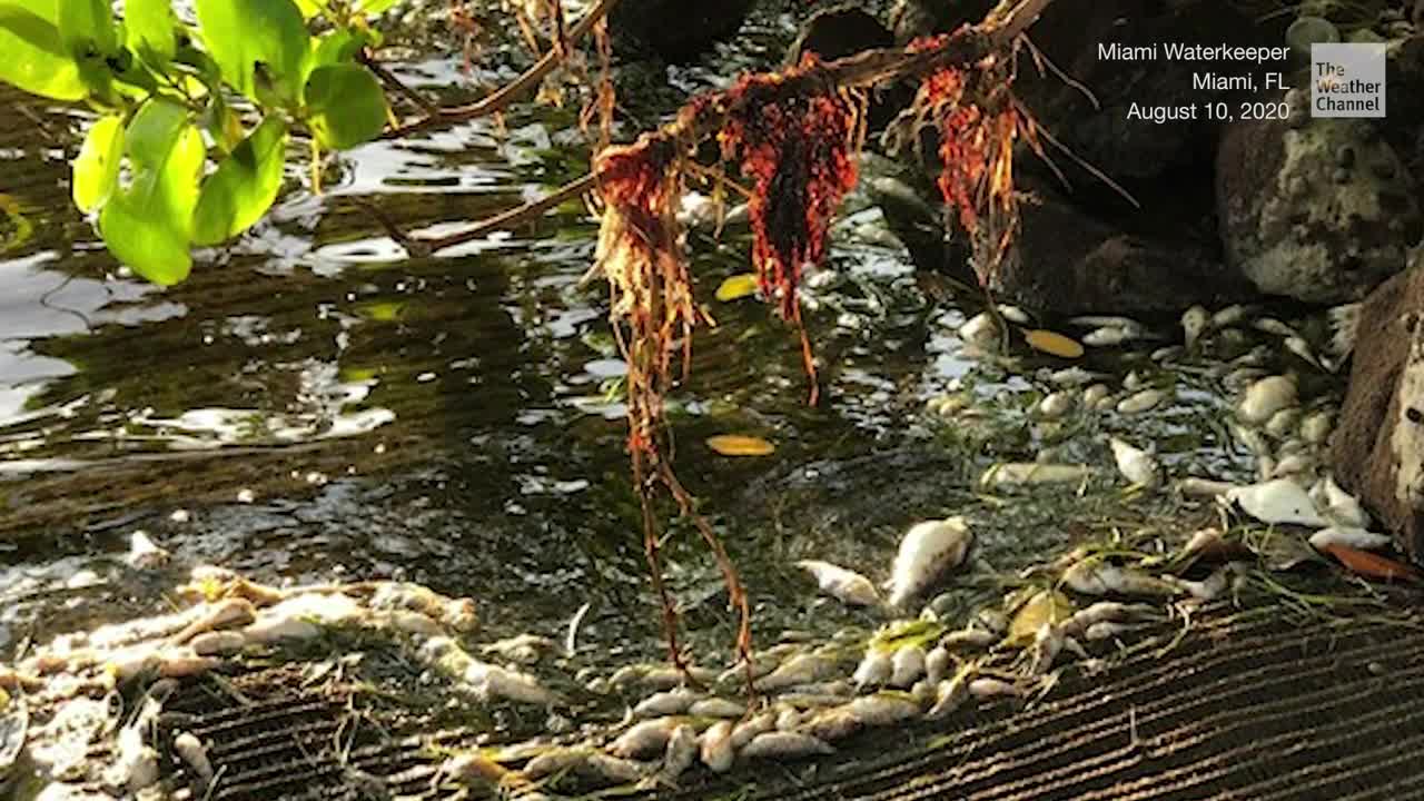 Biscayne Bay Fish Kill Linked to Warm Waters and Pollution