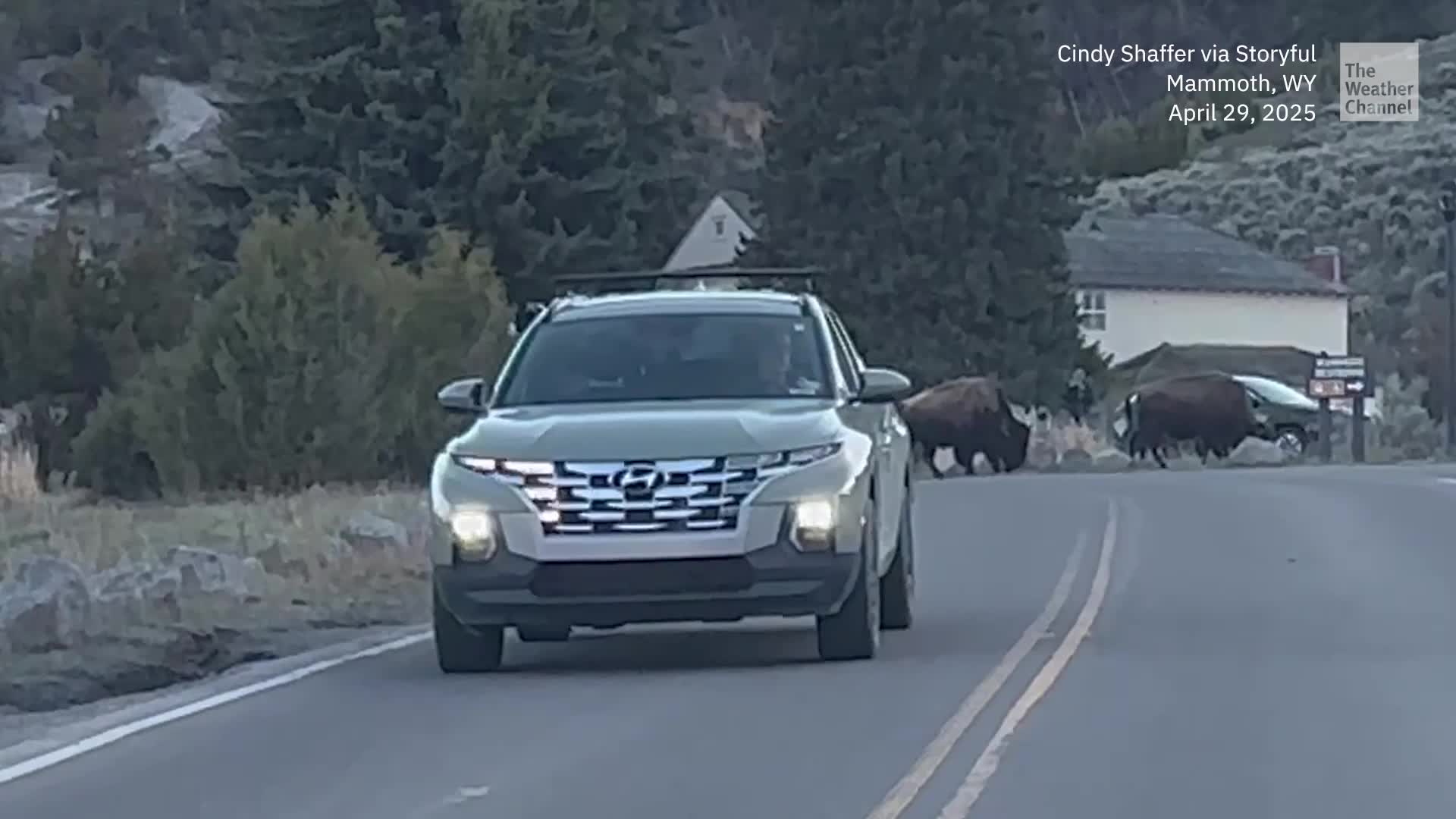Bison Herd Invades Yellowstone National Park Town