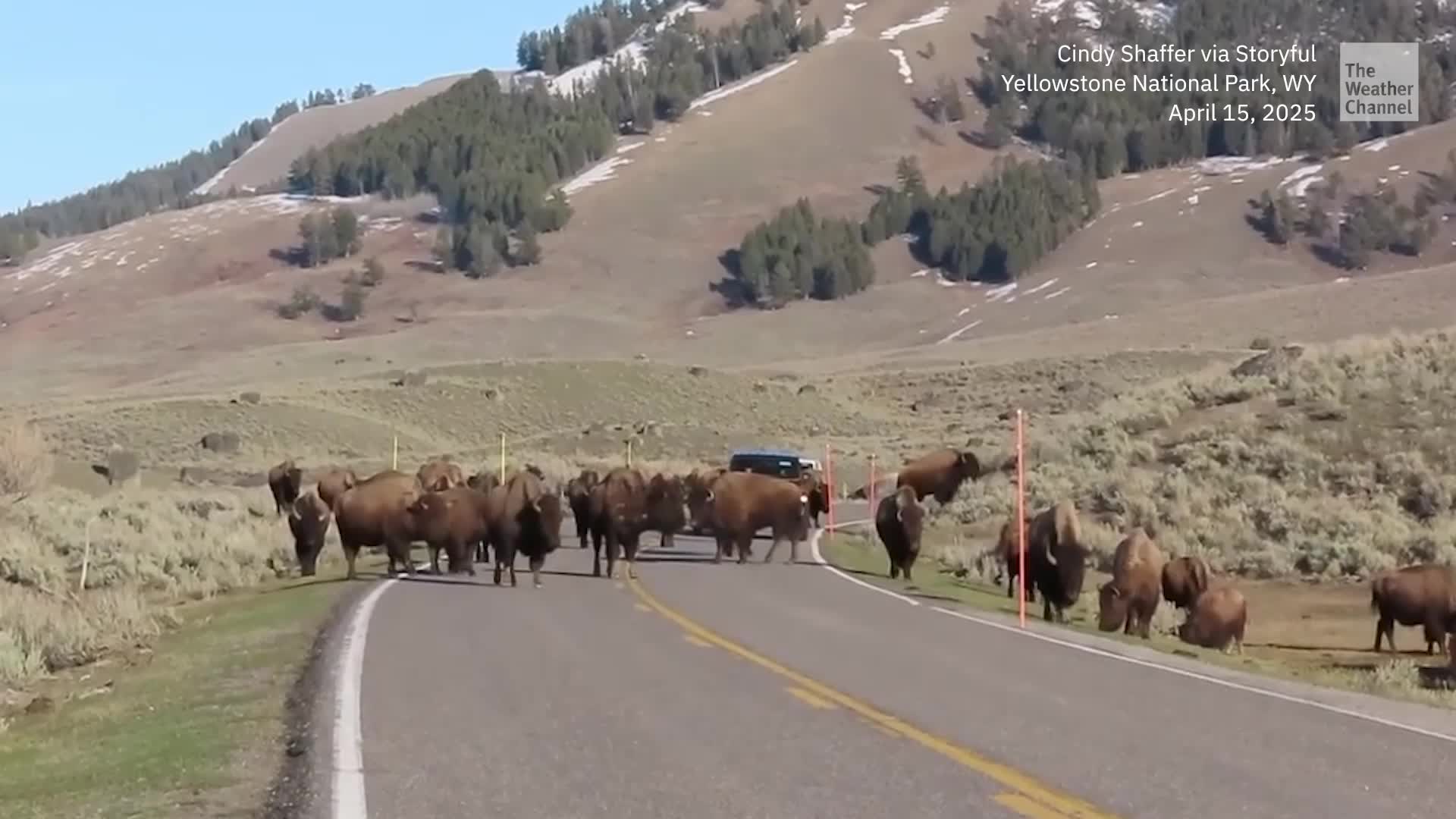 Bison Herd Mingles With Cars At Yellowstone National Park