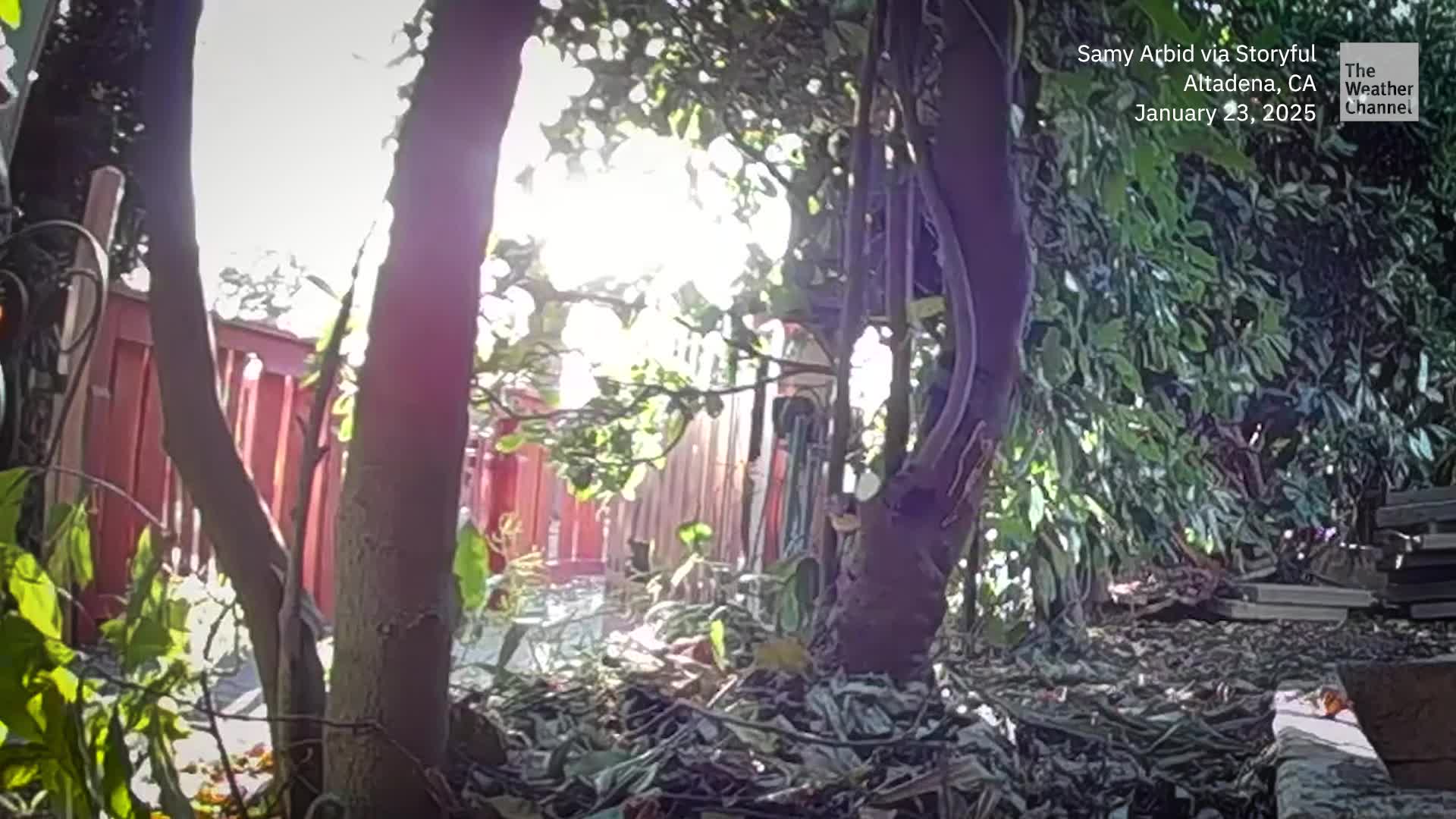 Black Bear Found Living In Altadena Crawl Space After Fire