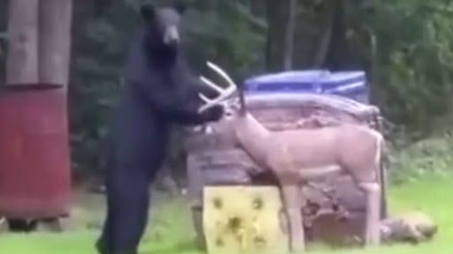 Black Bear Gets Fooled By Fake Deer