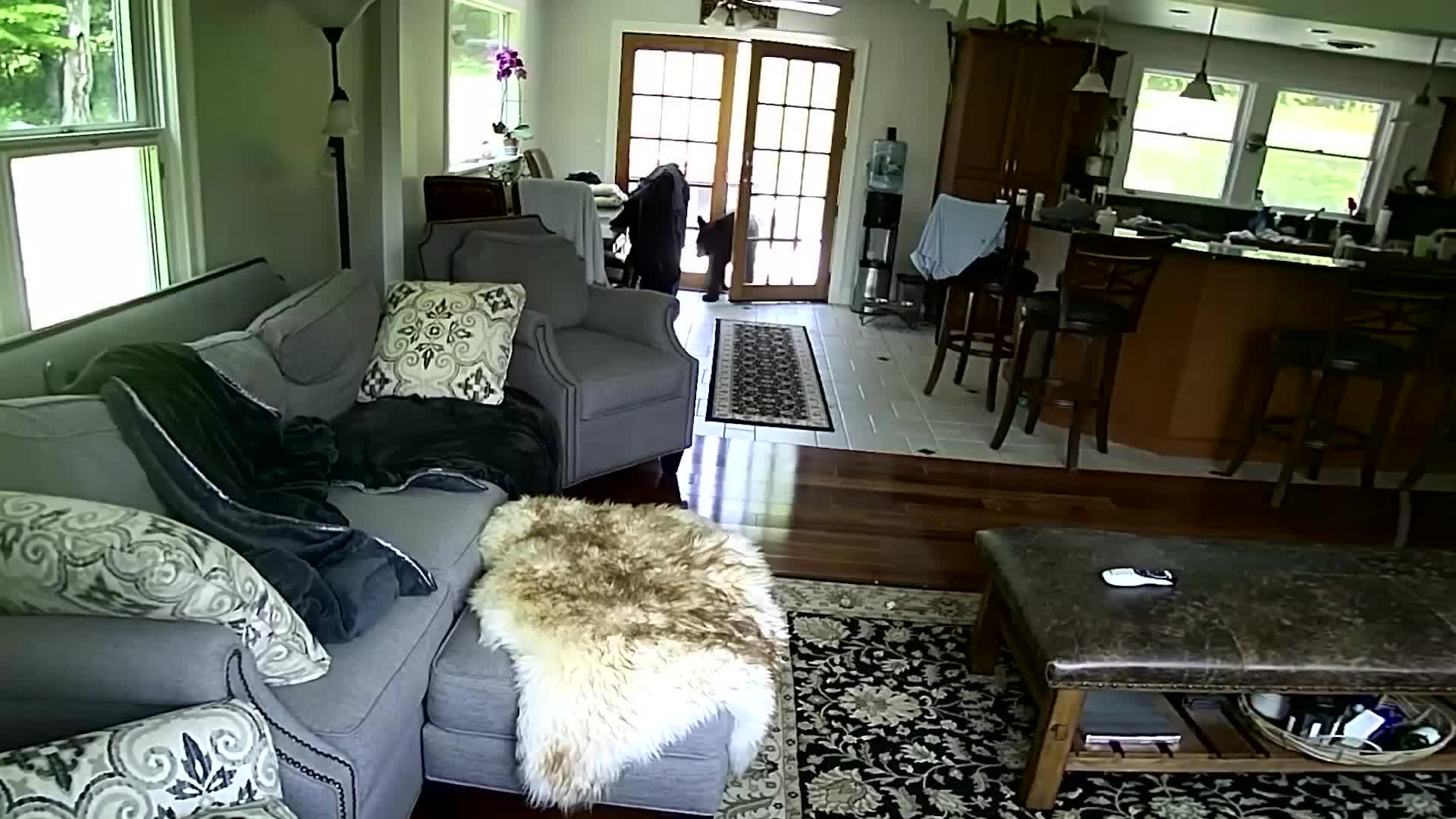 Black Bear Scared Off By Family Dog