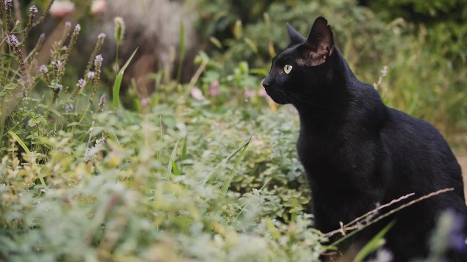 Black Cat Myths Vs. Facts
