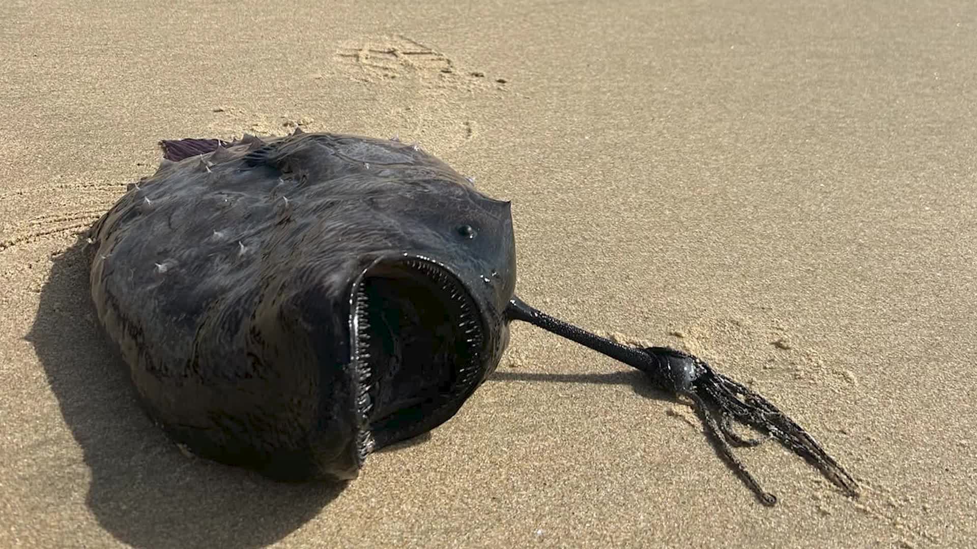 Black Deep-Sea Angler Fish Washes Ashore In California