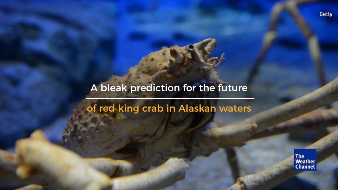 Bleak Prediction for Red King Crabs