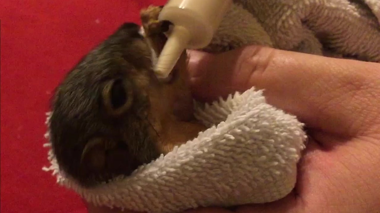 Blind Squirrel Finds Caring Home
